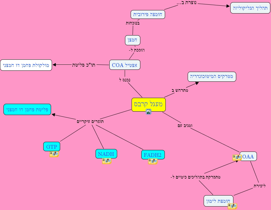 Krebs Cycle Concept Map
